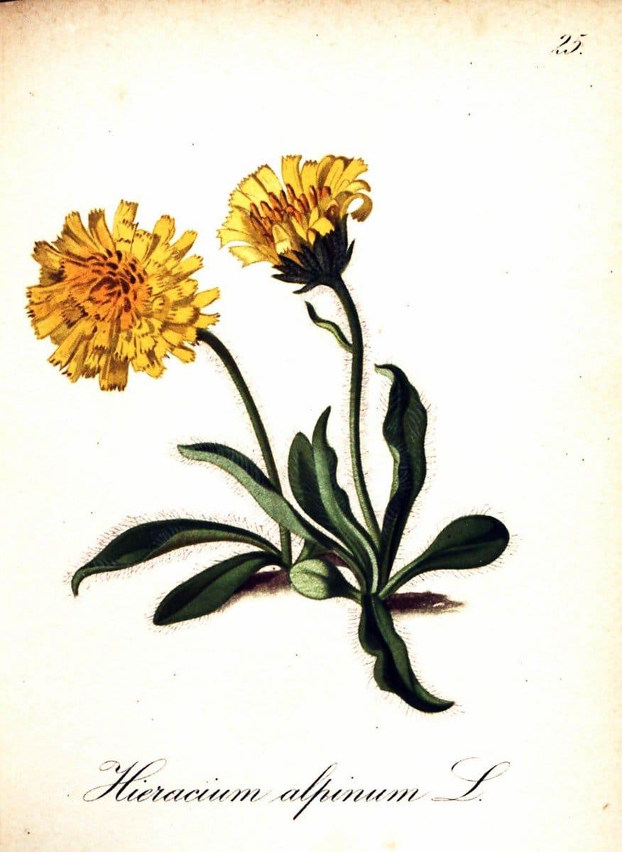 Die Alpenpflanzen nach der Natur gemalt /.Prag :F. Tempsky,1879-1884. | Alps Botany "Mountain plants" "Pictorial works" "United States Geological Survey" | Vintage Print Reproduction 470462