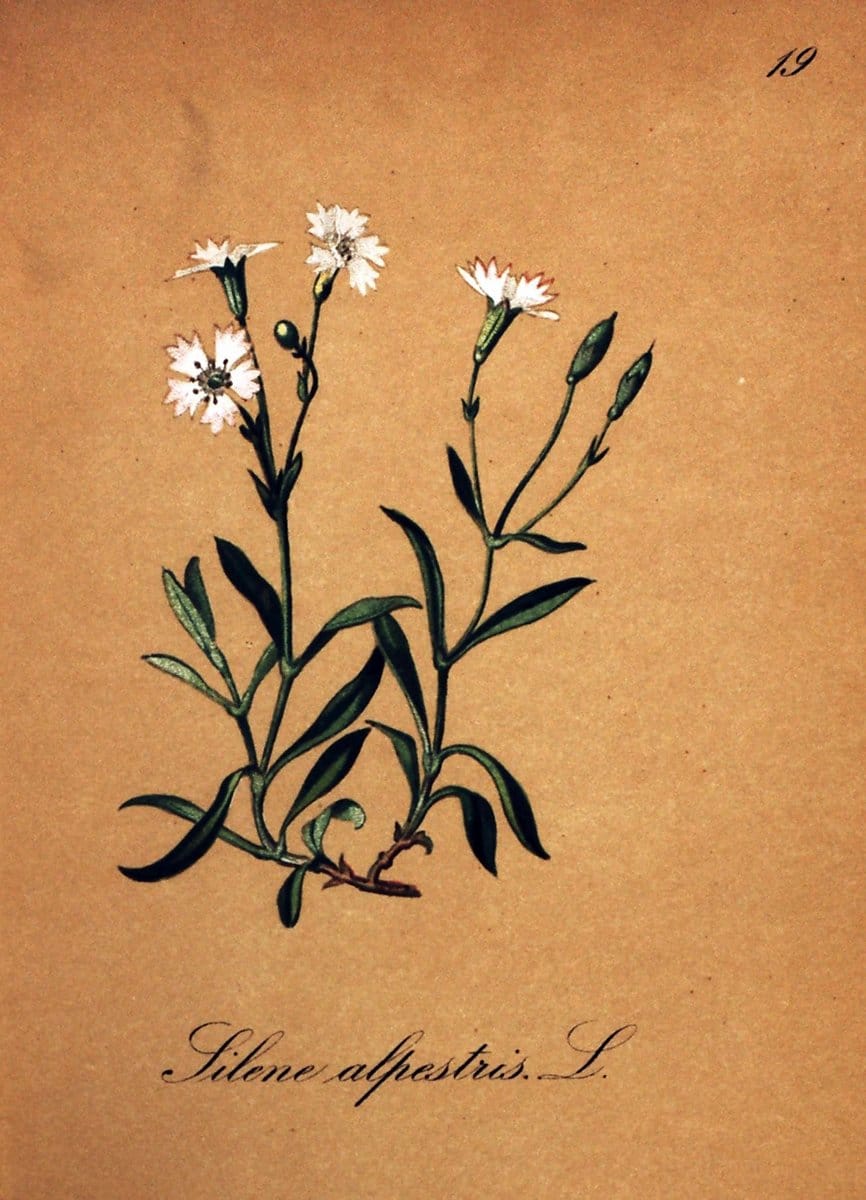 Die Alpenpflanzen nach der Natur gemalt /.Prag :F. Tempsky,1879-1884.  | Alps Botany "Mountain plants" "Pictorial works" "United States Geological Survey" | Vintage Print Reproduction 470463