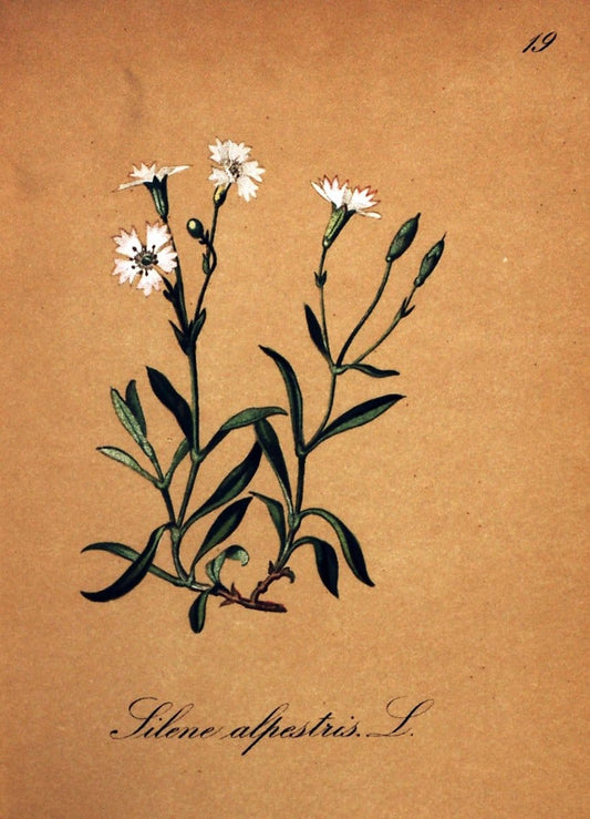 Die Alpenpflanzen nach der Natur gemalt /.Prag :F. Tempsky,1879-1884.  | Alps Botany "Mountain plants" "Pictorial works" "United States Geological Survey" | Vintage Print Reproduction 470463