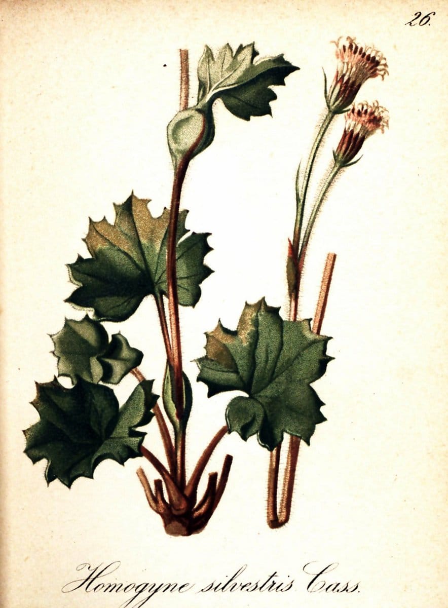 Die Alpenpflanzen nach der Natur gemalt /.Prag :F. Tempsky,1879-1884. | Alps Botany "Mountain plants" "Pictorial works" "United States Geological Survey" | Vintage Print Reproduction 470464