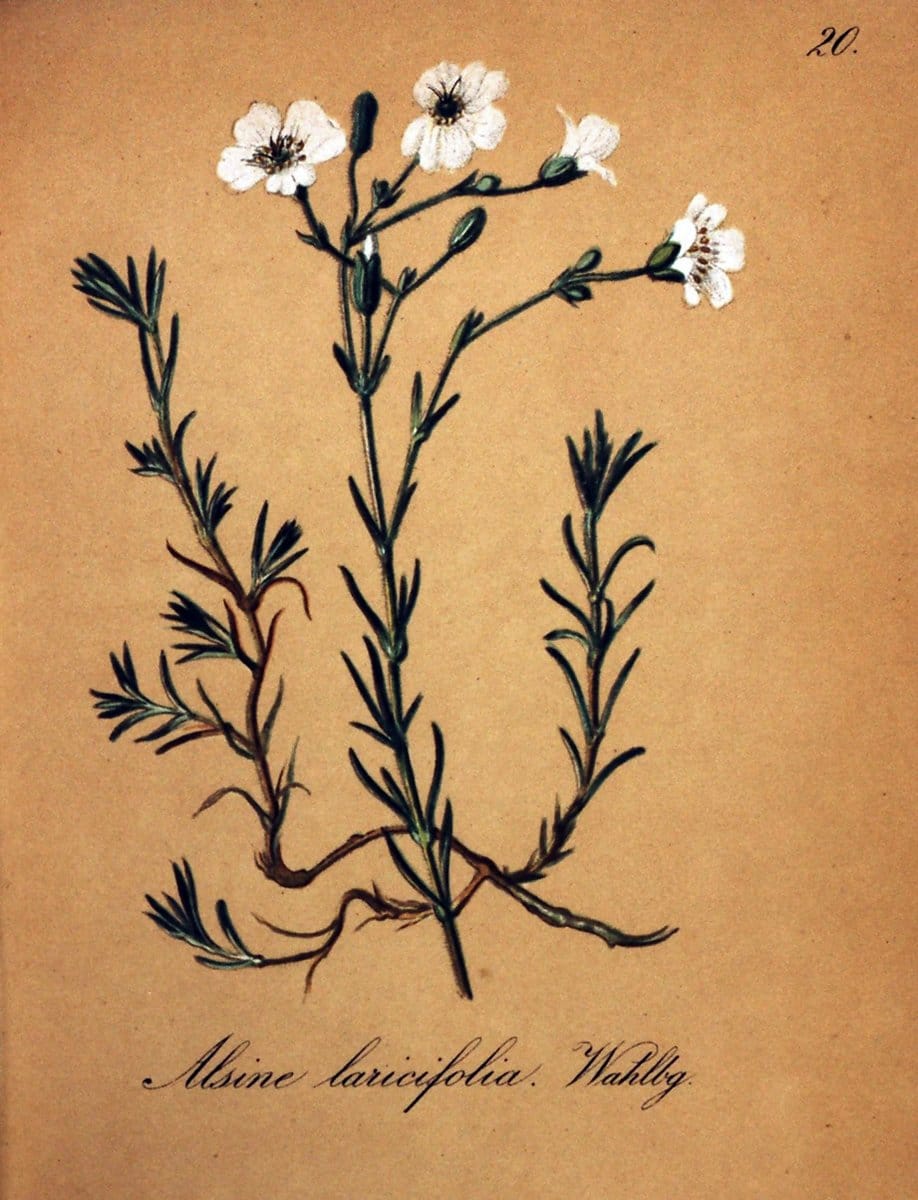 Die Alpenpflanzen nach der Natur gemalt /.Prag :F. Tempsky,1879-1884.  | Alps Botany "Mountain plants" "Pictorial works" "United States Geological Survey" | Vintage Print Reproduction 470465
