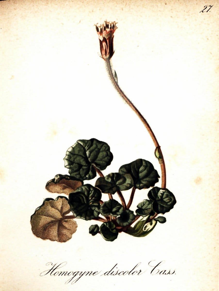 Die Alpenpflanzen nach der Natur gemalt /.Prag :F. Tempsky,1879-1884. | Alps Botany "Mountain plants" "Pictorial works" "United States Geological Survey" | Vintage Print Reproduction 470466