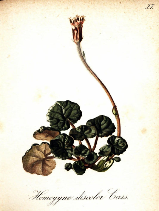 Die Alpenpflanzen nach der Natur gemalt /.Prag :F. Tempsky,1879-1884. | Alps Botany "Mountain plants" "Pictorial works" "United States Geological Survey" | Vintage Print Reproduction 470466