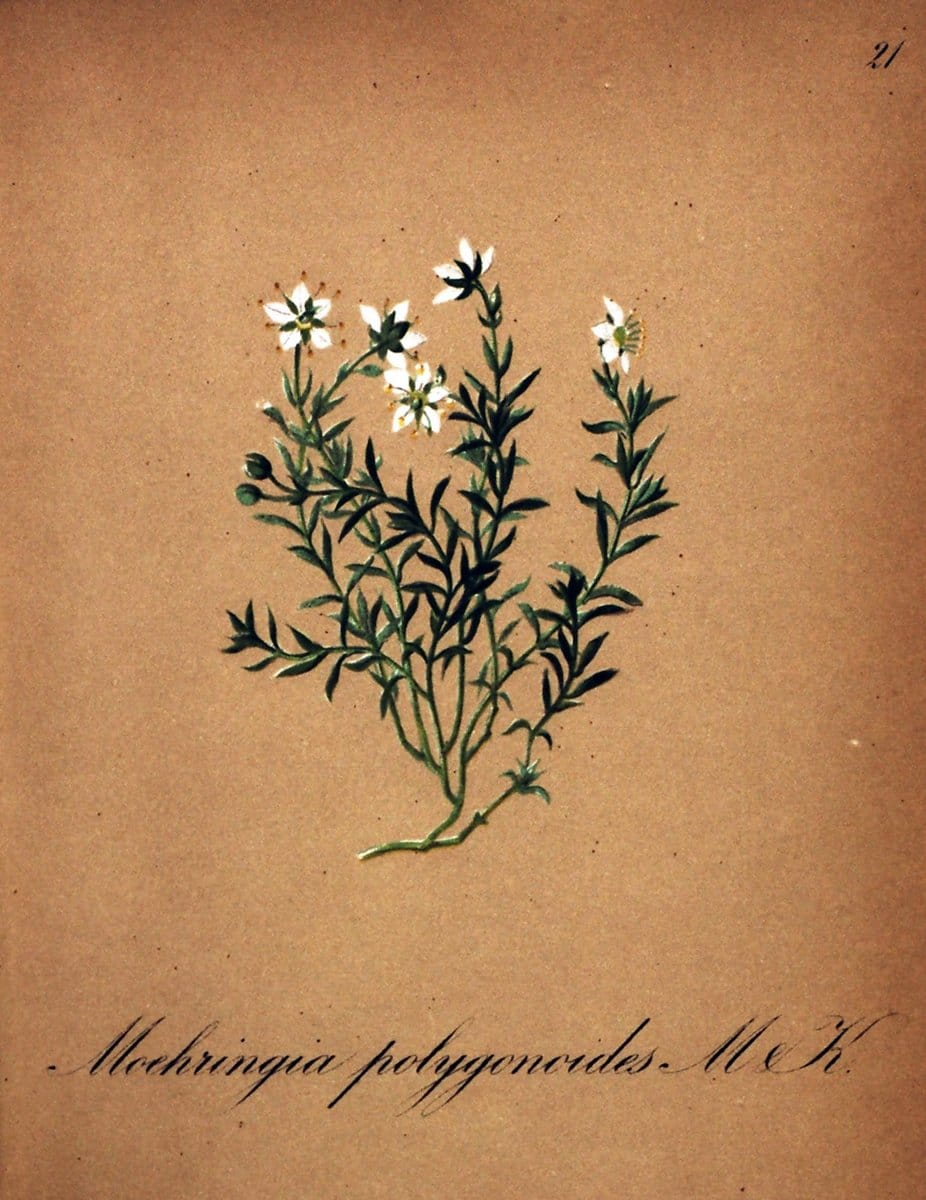 Die Alpenpflanzen nach der Natur gemalt /.Prag :F. Tempsky,1879-1884.  | Alps Botany "Mountain plants" "Pictorial works" "United States Geological Survey" | Vintage Print Reproduction 470467