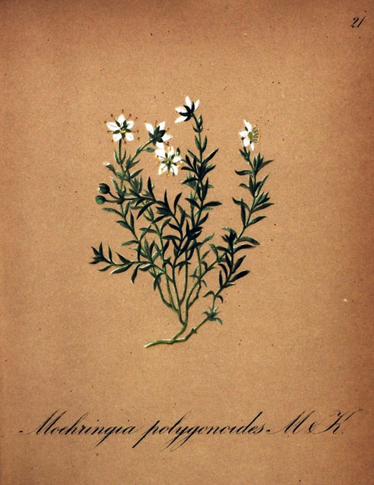 Die Alpenpflanzen nach der Natur gemalt /.Prag :F. Tempsky,1879-1884.  | Alps Botany "Mountain plants" "Pictorial works" "United States Geological Survey" | Vintage Print Reproduction 470467