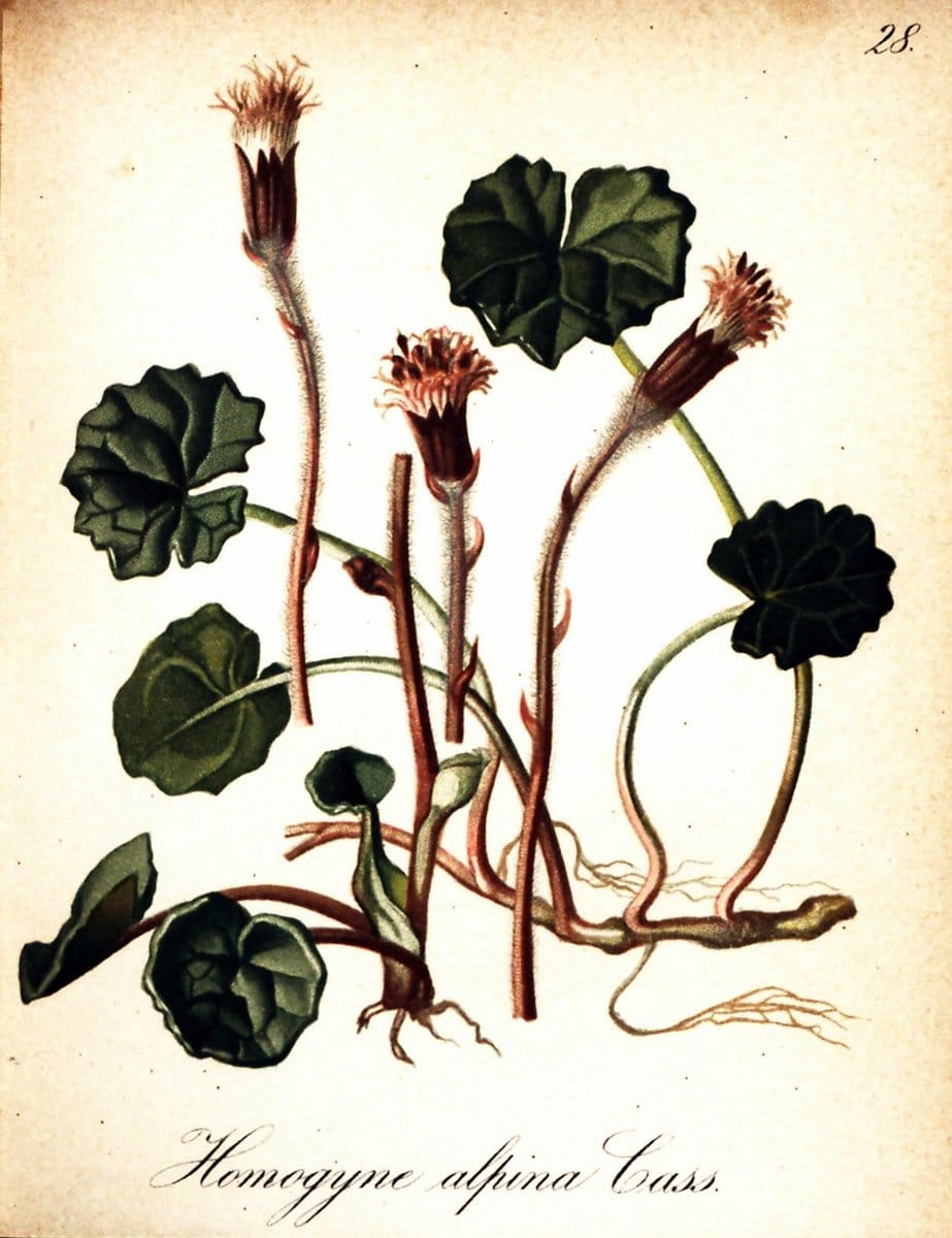 Die Alpenpflanzen nach der Natur gemalt /.Prag :F. Tempsky,1879-1884. | Alps Botany "Mountain plants" "Pictorial works" "United States Geological Survey" | Vintage Print Reproduction 470468