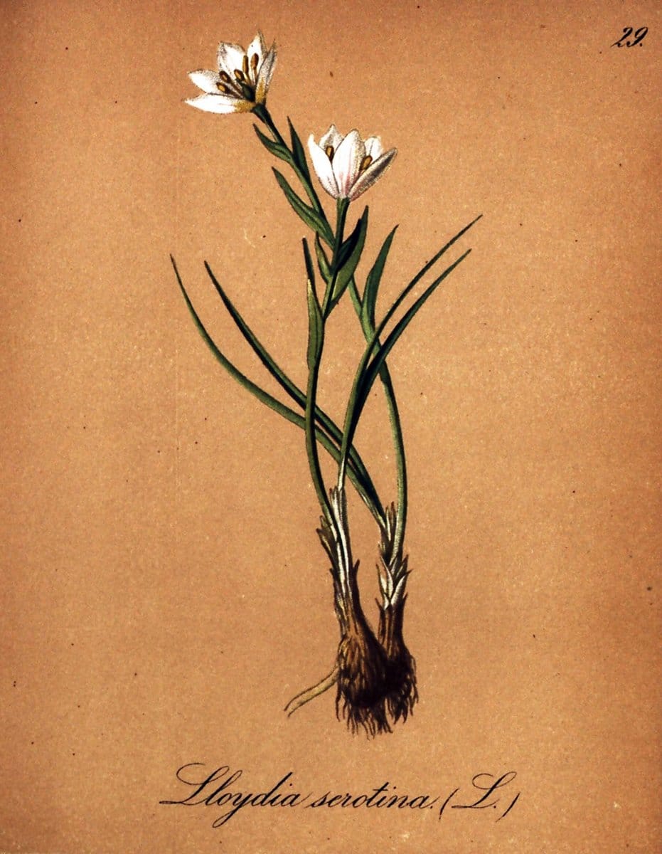 Die Alpenpflanzen nach der Natur gemalt /.Prag :F. Tempsky,1879-1884. | Alps Botany "Mountain plants" "Pictorial works" "United States Geological Survey" | Vintage Print Reproduction 470470