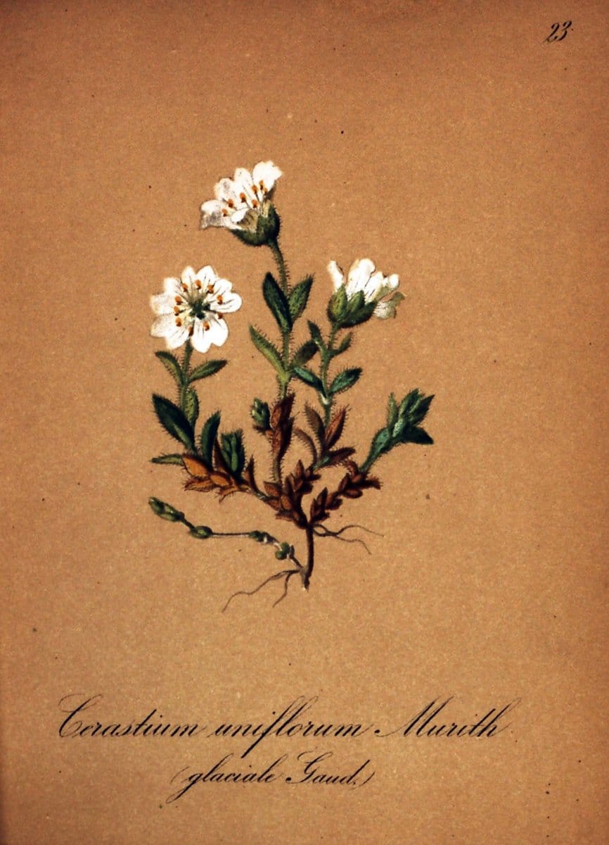 Die Alpenpflanzen nach der Natur gemalt /.Prag :F. Tempsky,1879-1884.  | Alps Botany "Mountain plants" "Pictorial works" "United States Geological Survey" | Vintage Print Reproduction 470471