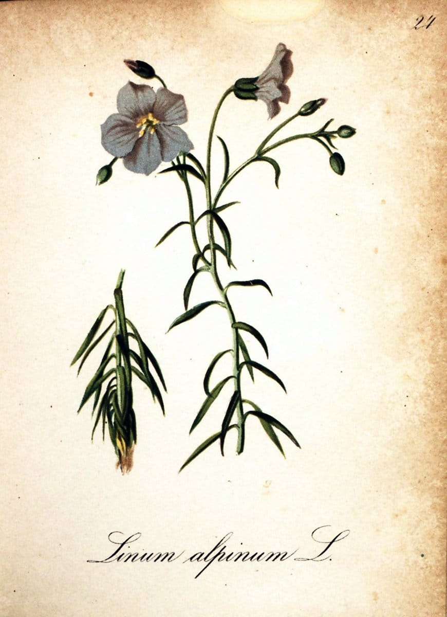 Die Alpenpflanzen nach der Natur gemalt /.Prag :F. Tempsky,1879-1884.  | Alps Botany "Mountain plants" "Pictorial works" "United States Geological Survey" | Vintage Print Reproduction 470472