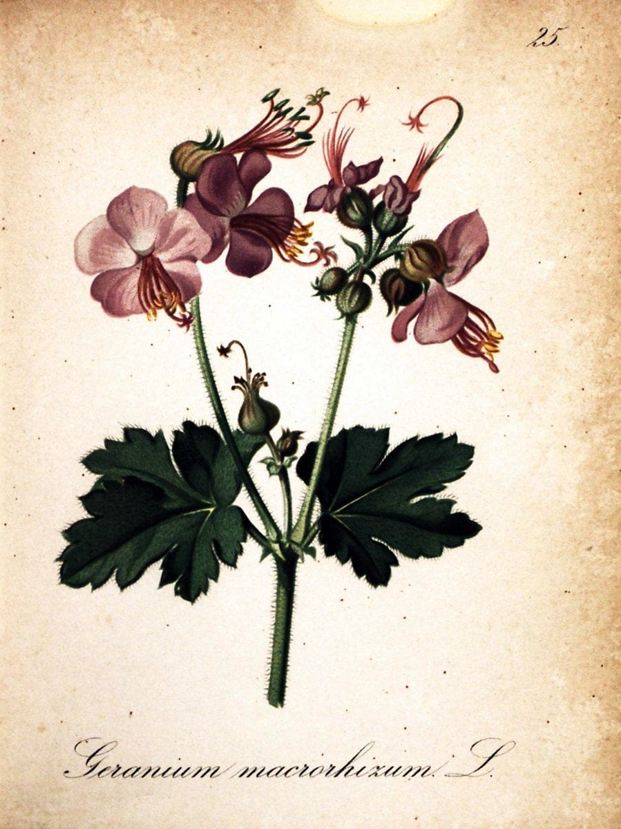 Die Alpenpflanzen nach der Natur gemalt /.Prag :F. Tempsky,1879-1884.  | Alps Botany "Mountain plants" "Pictorial works" "United States Geological Survey" | Vintage Print Reproduction 470474