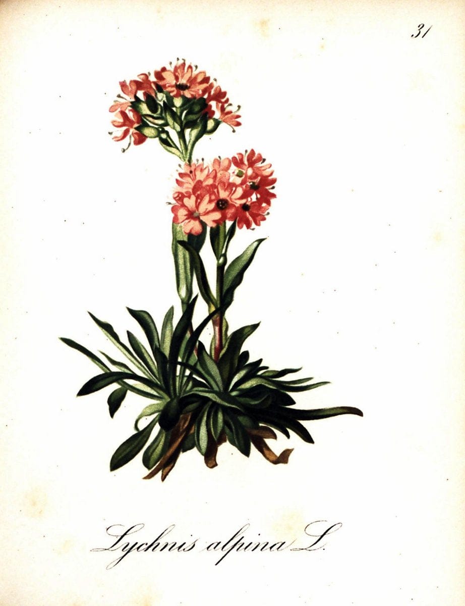 Die Alpenpflanzen nach der Natur gemalt /.Prag :F. Tempsky,1879-1884. | Alps Botany "Mountain plants" "Pictorial works" "United States Geological Survey" | Vintage Print Reproduction 470475