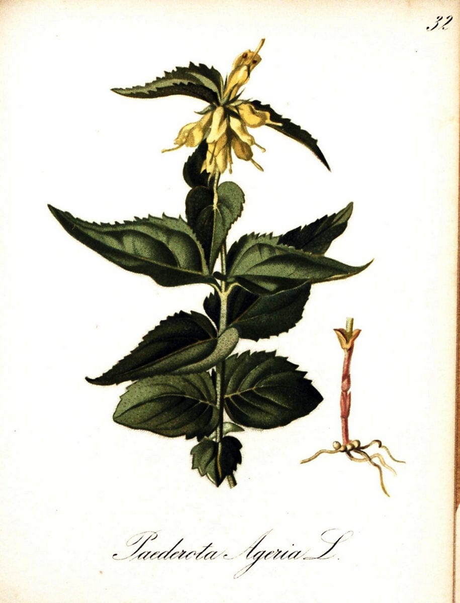Die Alpenpflanzen nach der Natur gemalt /.Prag :F. Tempsky,1879-1884. | Alps Botany "Mountain plants" "Pictorial works" "United States Geological Survey" | Vintage Print Reproduction 470476