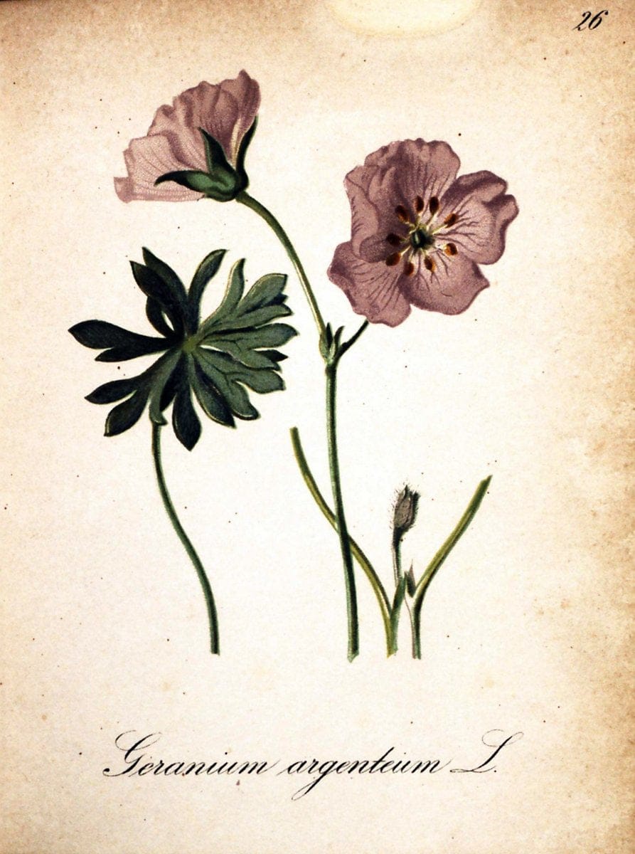 Die Alpenpflanzen nach der Natur gemalt /.Prag :F. Tempsky,1879-1884.  | Alps Botany "Mountain plants" "Pictorial works" "United States Geological Survey" | Vintage Print Reproduction 470477