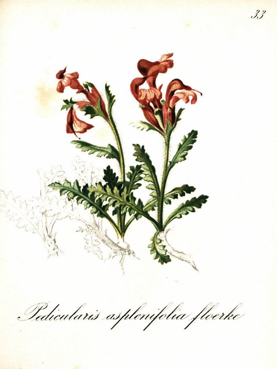 Die Alpenpflanzen nach der Natur gemalt /.Prag :F. Tempsky,1879-1884. | Alps Botany "Mountain plants" "Pictorial works" "United States Geological Survey" | Vintage Print Reproduction 470478