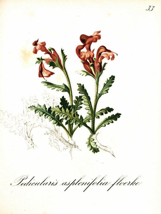 Die Alpenpflanzen nach der Natur gemalt /.Prag :F. Tempsky,1879-1884. | Alps Botany "Mountain plants" "Pictorial works" "United States Geological Survey" | Vintage Print Reproduction 470478
