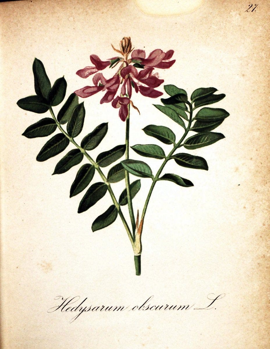 Die Alpenpflanzen nach der Natur gemalt /.Prag :F. Tempsky,1879-1884.  | Alps Botany "Mountain plants" "Pictorial works" "United States Geological Survey" | Vintage Print Reproduction 470479