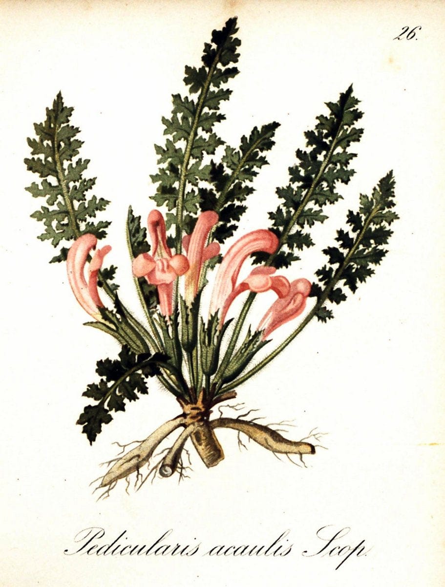 Die Alpenpflanzen nach der Natur gemalt /.Prag :F. Tempsky,1879-1884.. |  | Vintage Print Reproduction 470480