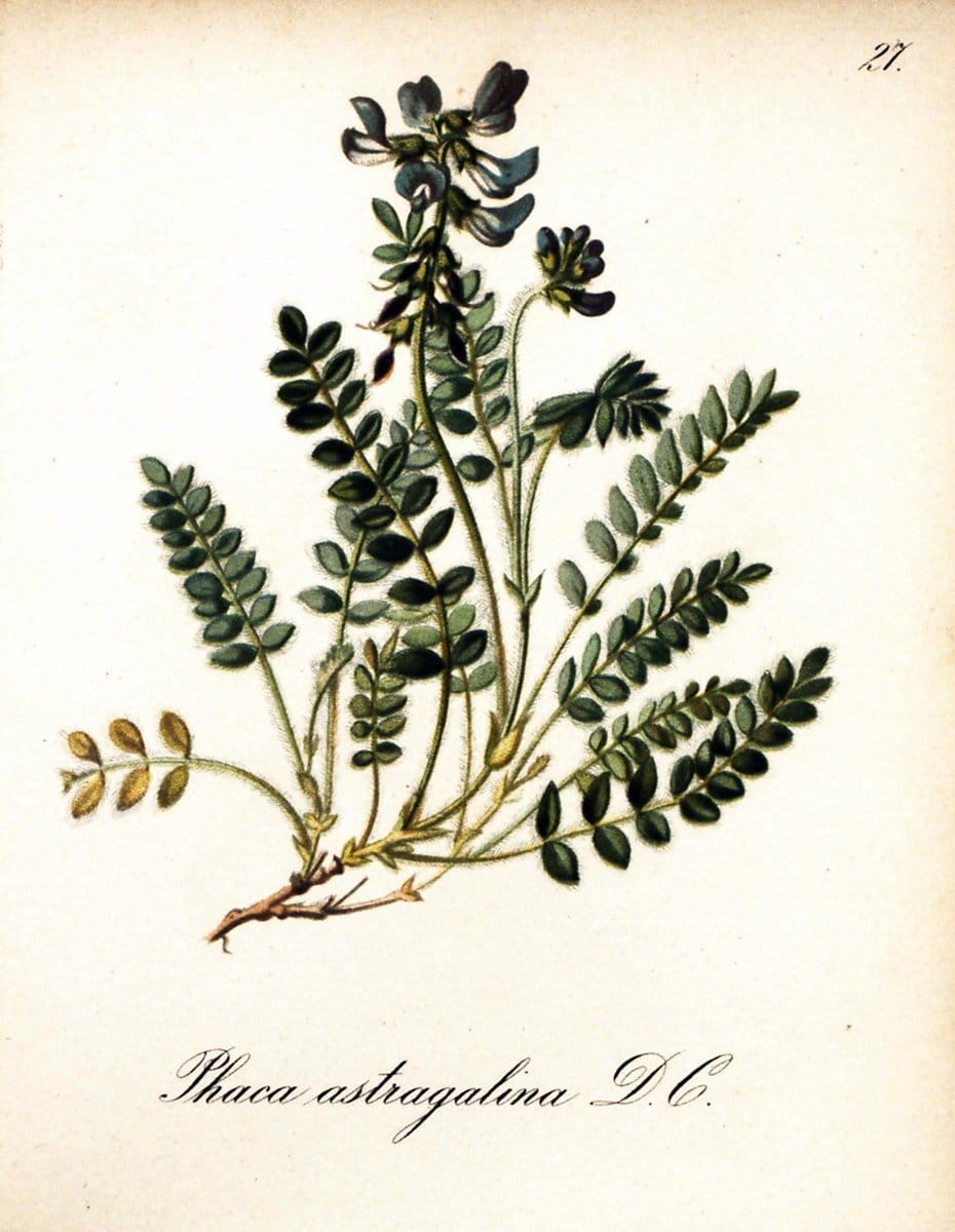 Die Alpenpflanzen nach der Natur gemalt /.Prag :F. Tempsky,1879-1884.. |  | Vintage Print Reproduction 470481