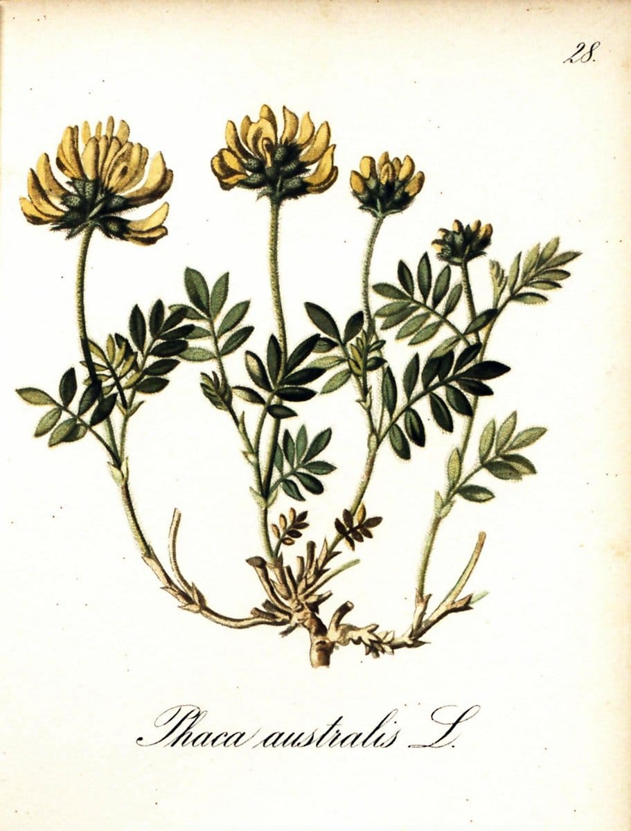 Die Alpenpflanzen nach der Natur gemalt /.Prag :F. Tempsky,1879-1884.. |  | Vintage Print Reproduction 470482