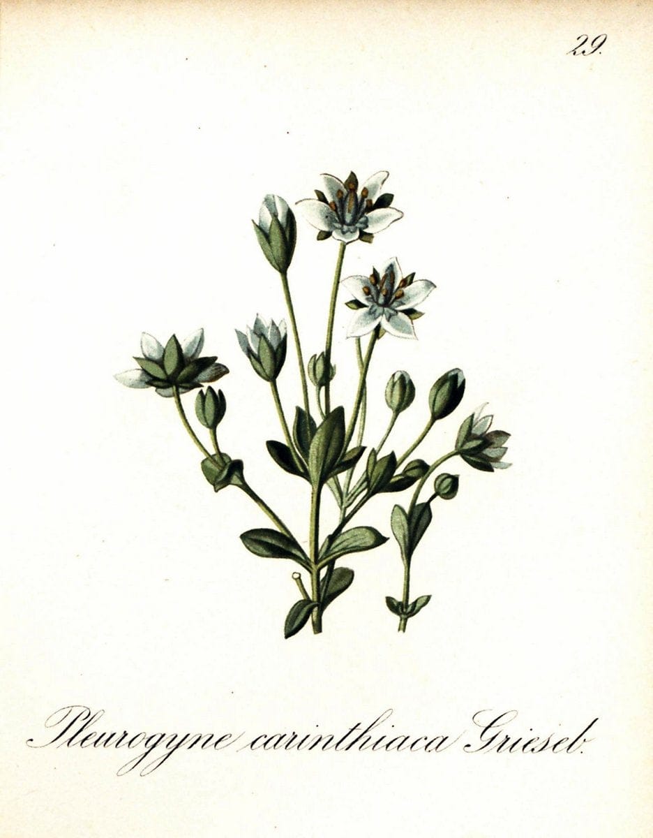 Die Alpenpflanzen nach der Natur gemalt /.Prag :F. Tempsky,1879-1884.. |  | Vintage Print Reproduction 470483