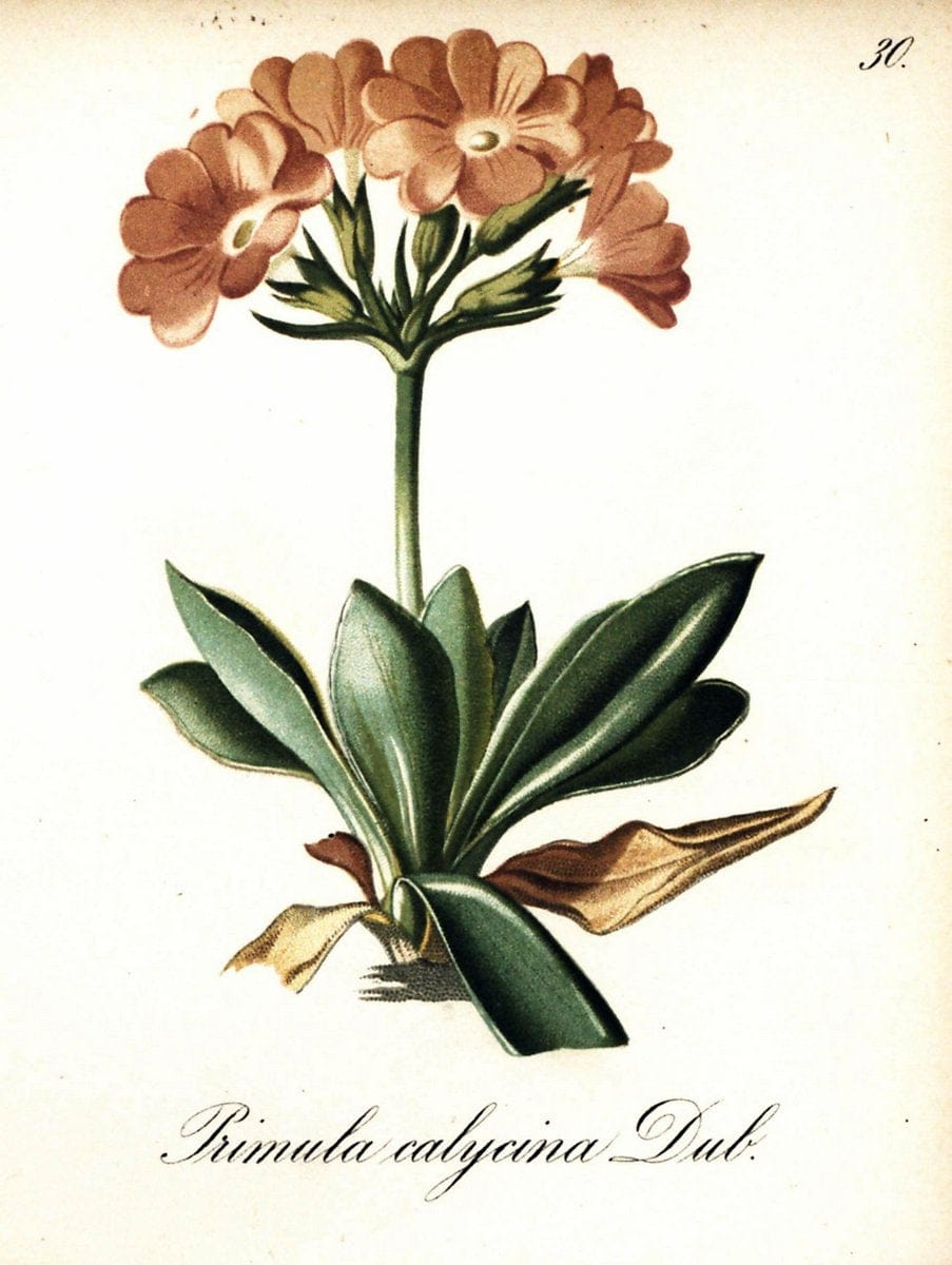 Die Alpenpflanzen nach der Natur gemalt /.Prag :F. Tempsky,1879-1884.. |  | Vintage Print Reproduction 470484