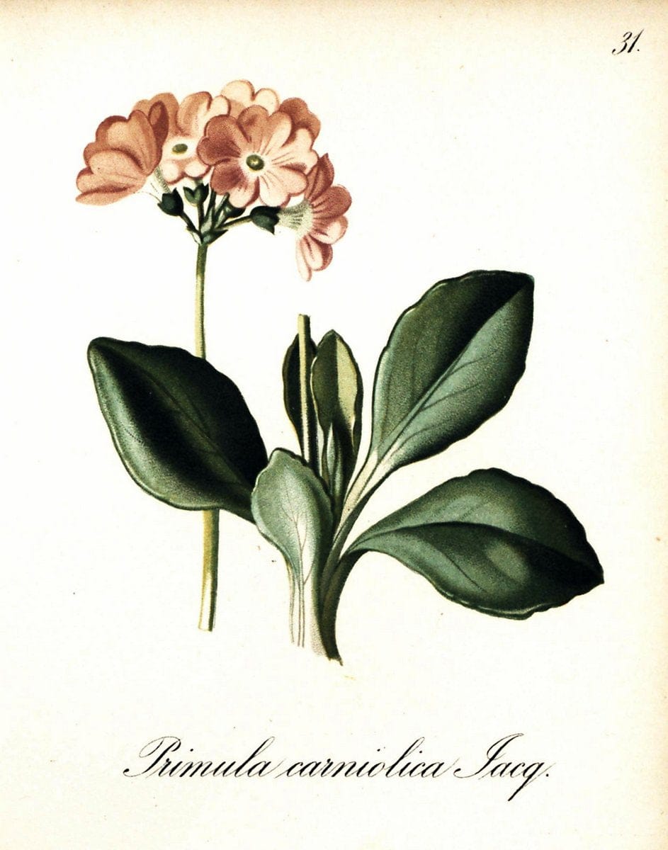 Die Alpenpflanzen nach der Natur gemalt /.Prag :F. Tempsky,1879-1884.. |  | Vintage Print Reproduction 470485