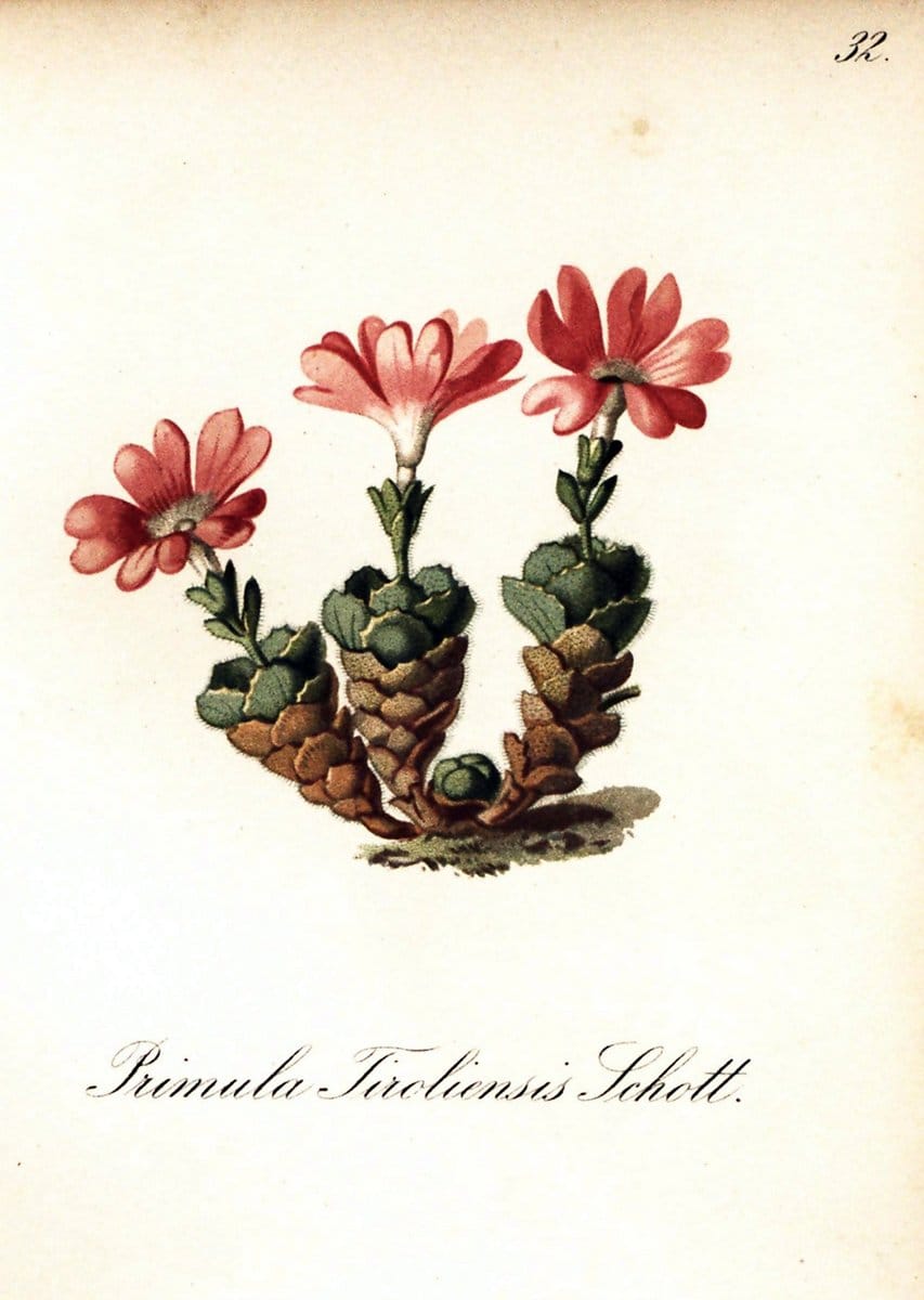 Die Alpenpflanzen nach der Natur gemalt /.Prag :F. Tempsky,1879-1884.. |  | Vintage Print Reproduction 470486