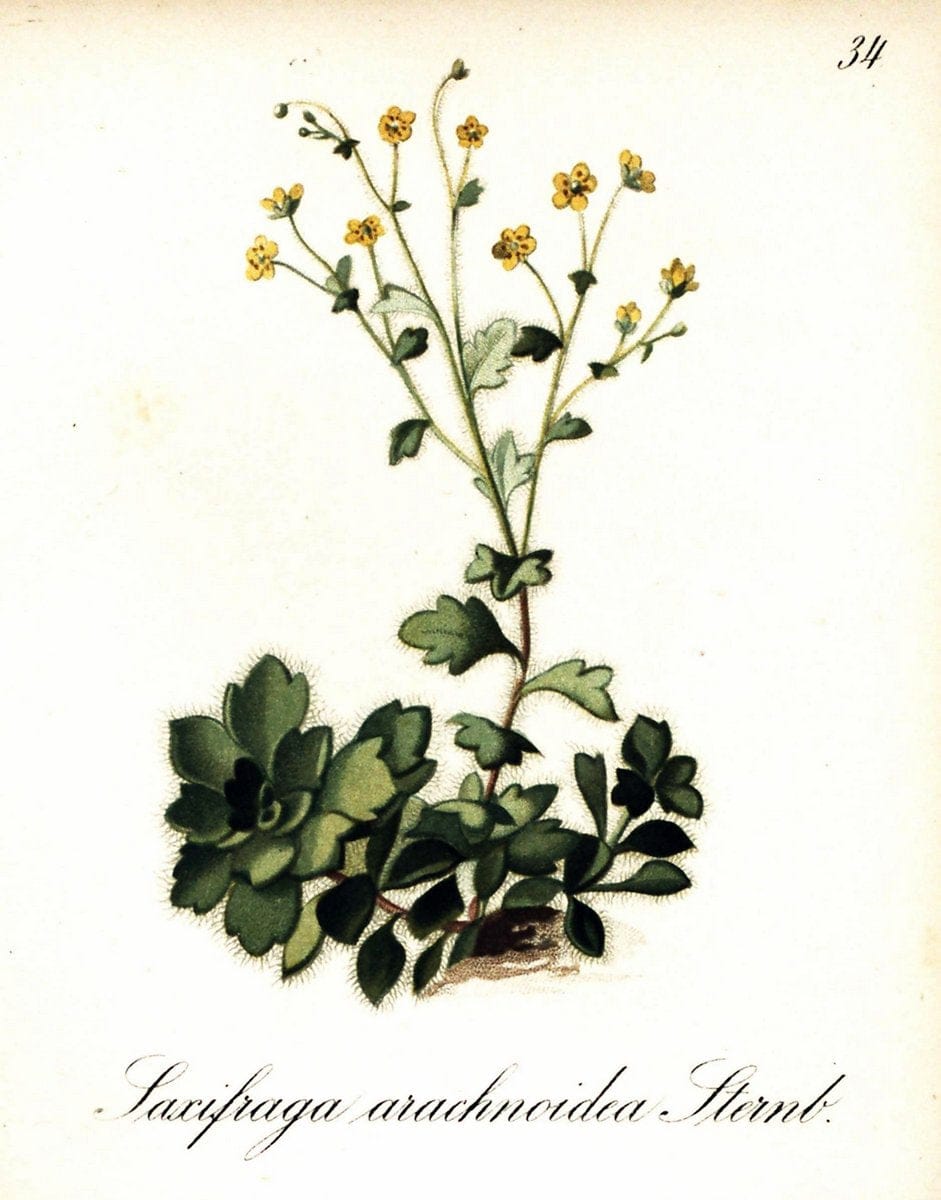 Die Alpenpflanzen nach der Natur gemalt /.Prag :F. Tempsky,1879-1884.. |  | Vintage Print Reproduction 470488