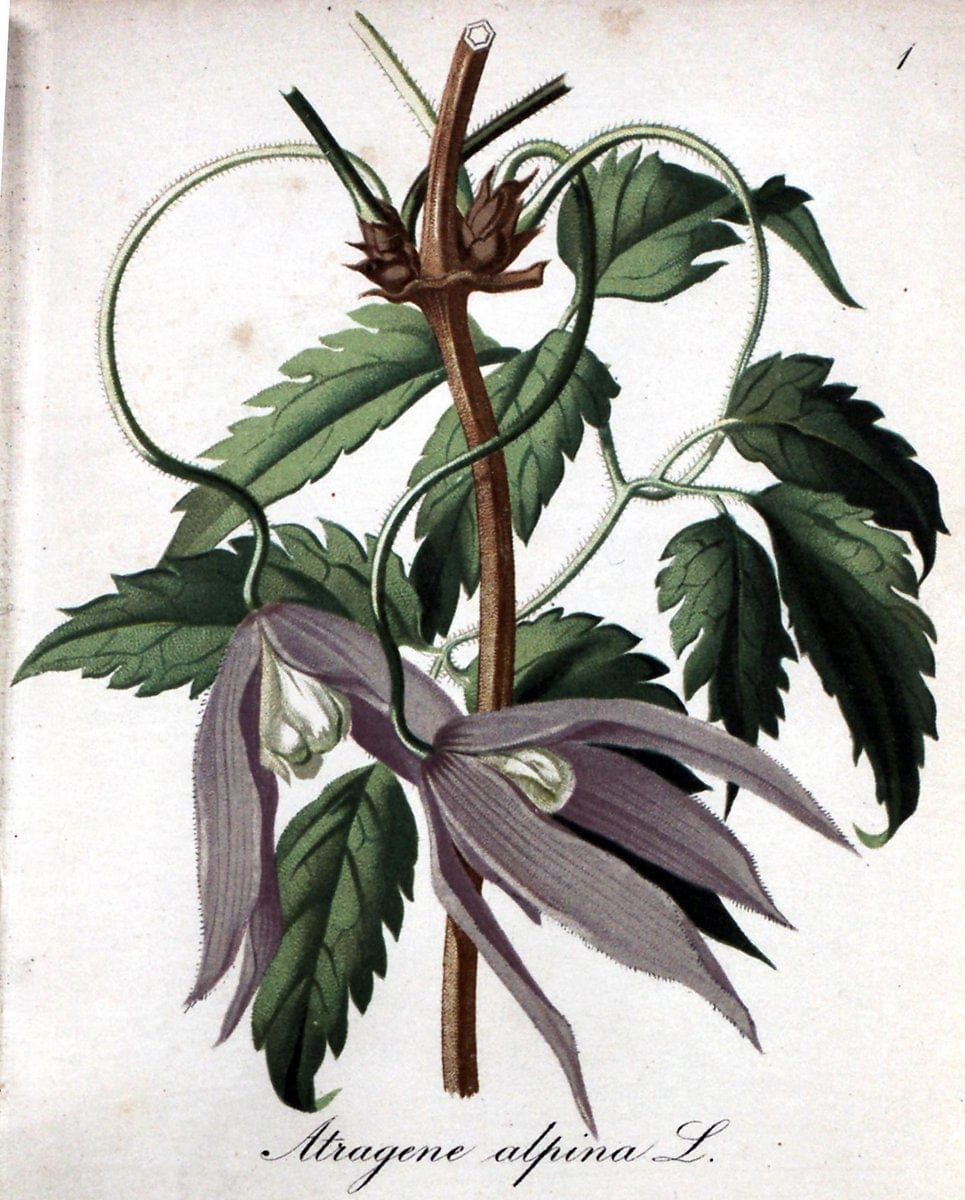 Die Alpenpflanzen nach der Natur gemalt /.Prag :F. Tempsky,1879-1884.. |  | Vintage Print Reproduction 470489