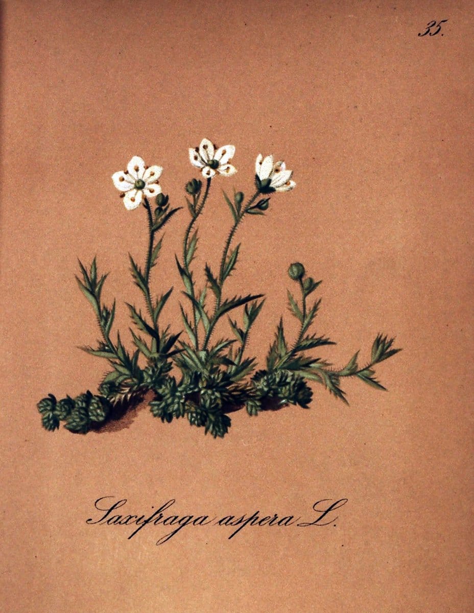 Die Alpenpflanzen nach der Natur gemalt /.Prag :F. Tempsky,1879-1884.. |  | Vintage Print Reproduction 470490