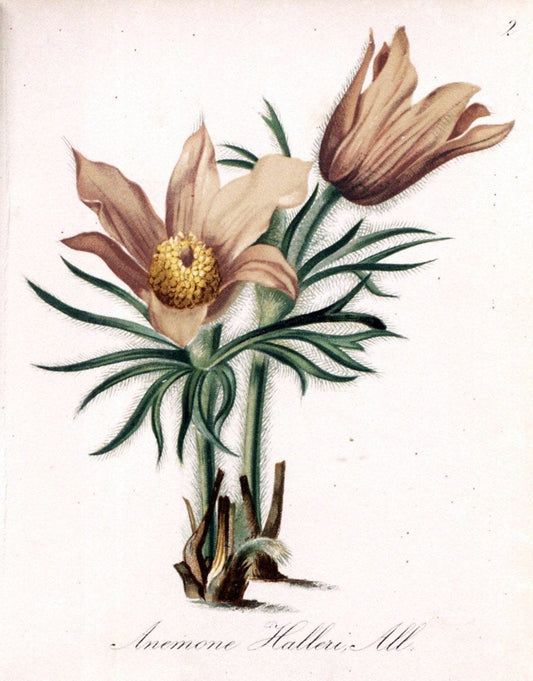 Die Alpenpflanzen nach der Natur gemalt /.Prag :F. Tempsky,1879-1884.. |  | Vintage Print Reproduction 470491