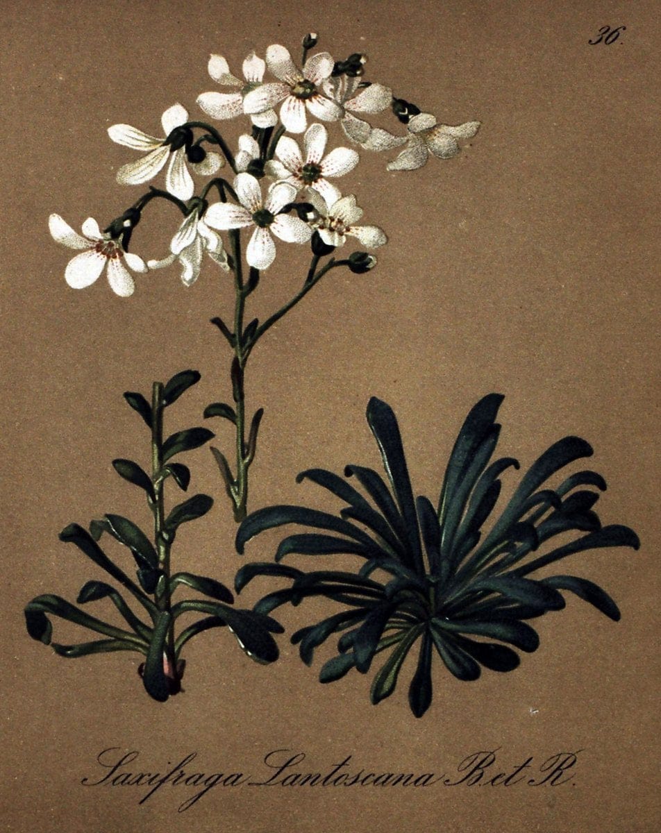 Die Alpenpflanzen nach der Natur gemalt /.Prag :F. Tempsky,1879-1884.. |  | Vintage Print Reproduction 470492