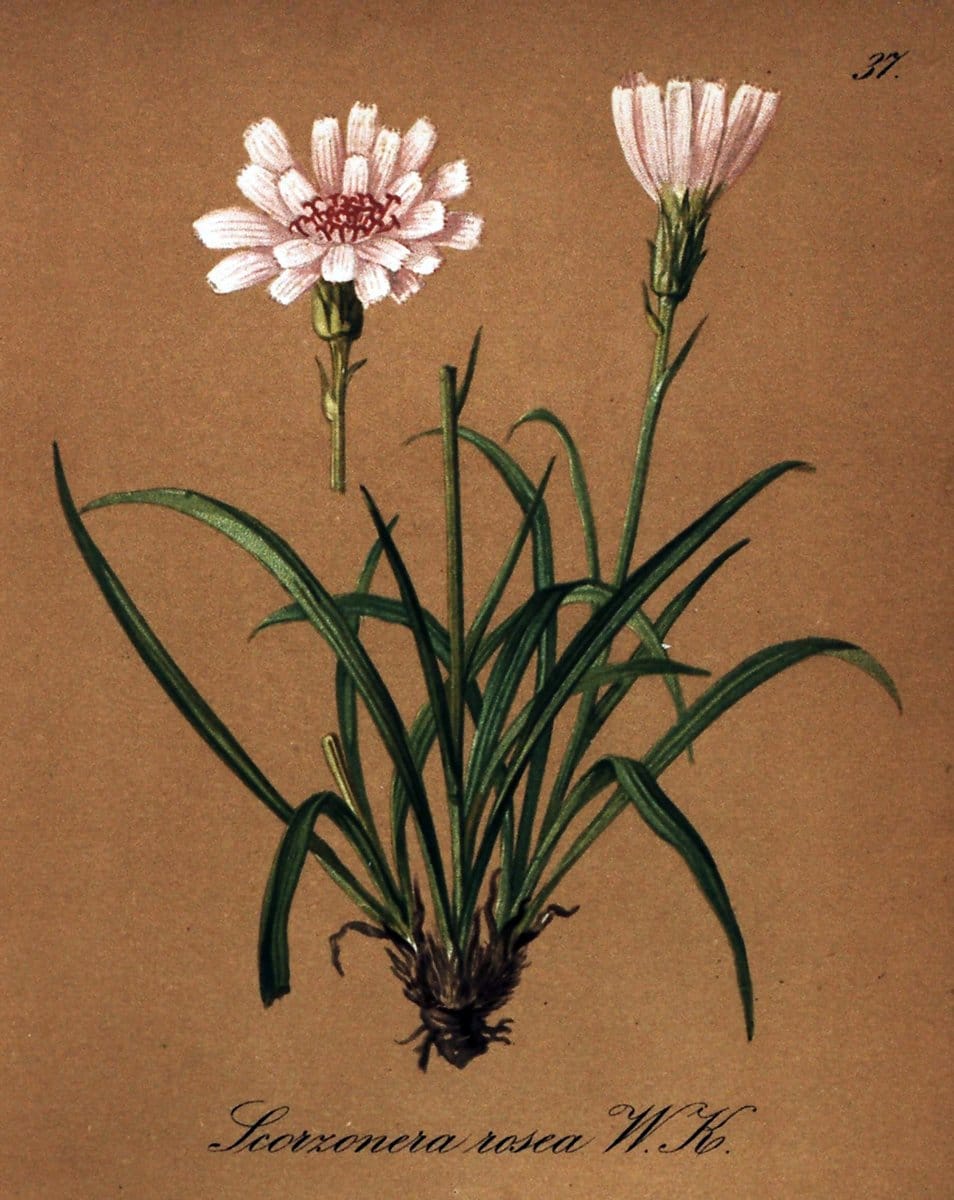 Die Alpenpflanzen nach der Natur gemalt /.Prag :F. Tempsky,1879-1884.. |  | Vintage Print Reproduction 470493