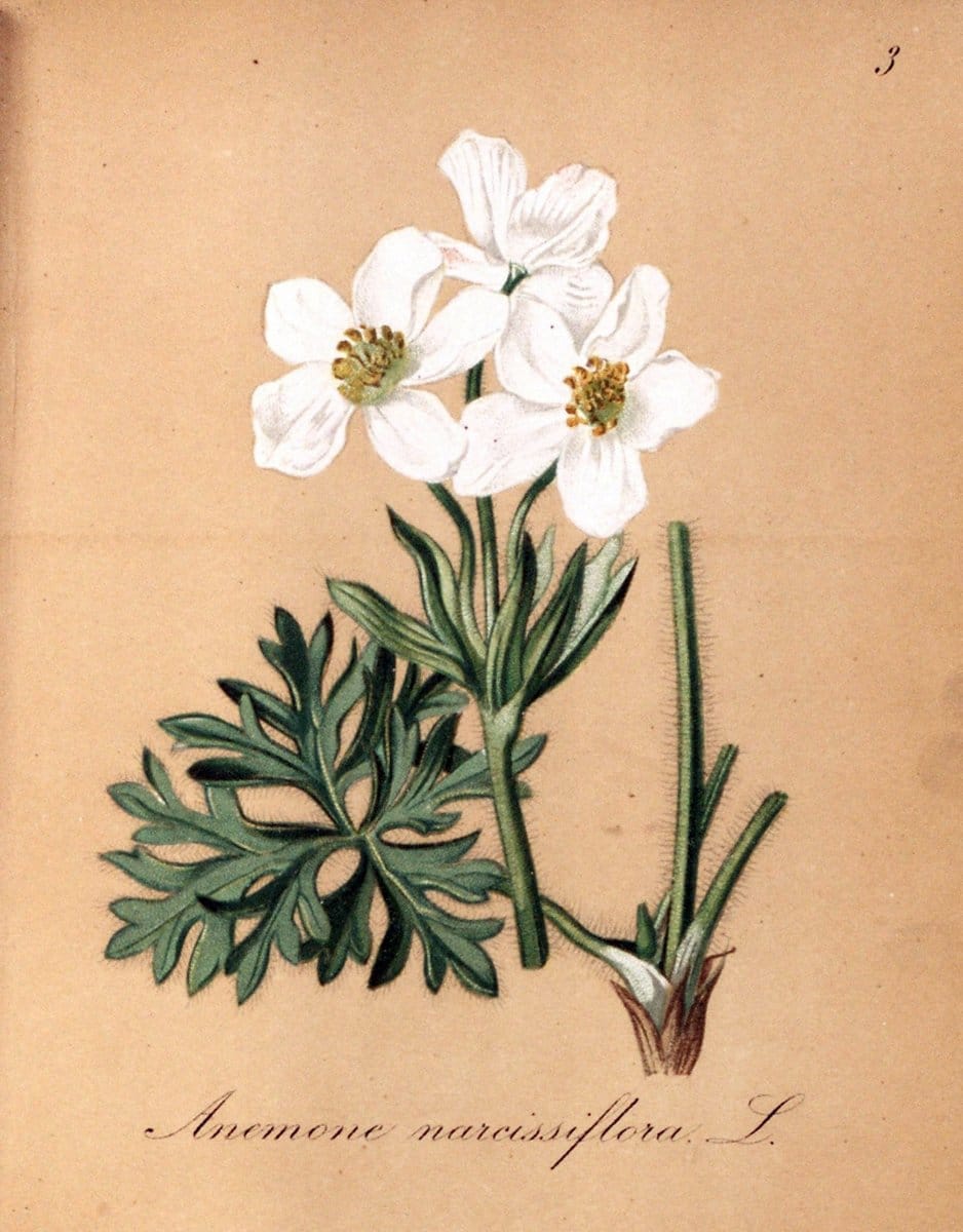 Die Alpenpflanzen nach der Natur gemalt /.Prag :F. Tempsky,1879-1884.. |  | Vintage Print Reproduction 470494