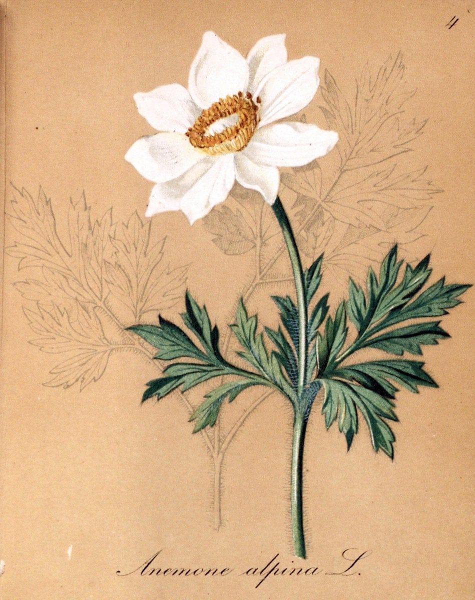 Die Alpenpflanzen nach der Natur gemalt /.Prag :F. Tempsky,1879-1884.. |  | Vintage Print Reproduction 470495