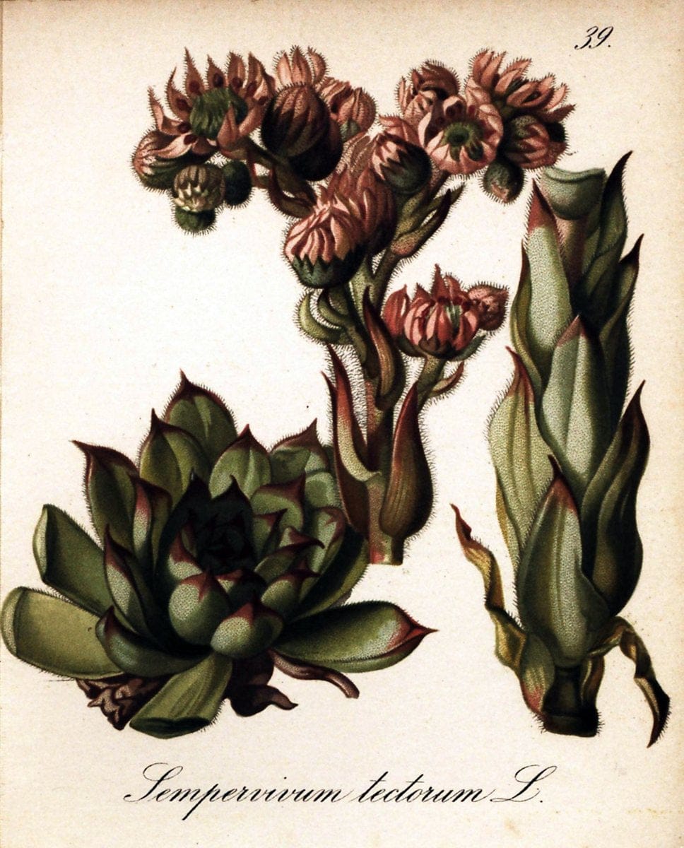 Die Alpenpflanzen nach der Natur gemalt /.Prag :F. Tempsky,1879-1884.. |  | Vintage Print Reproduction 470497