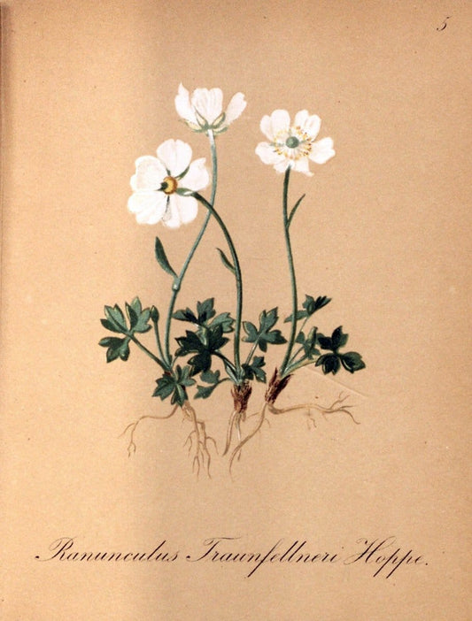 Die Alpenpflanzen nach der Natur gemalt /.Prag :F. Tempsky,1879-1884.. |  | Vintage Print Reproduction 470498