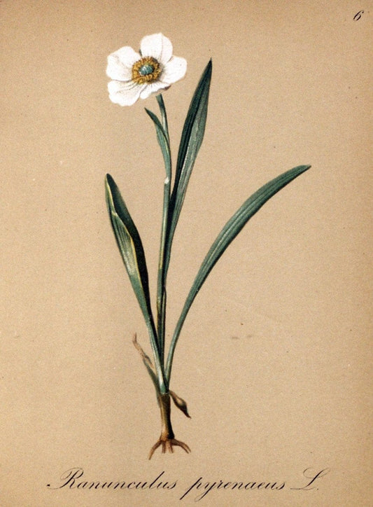 Die Alpenpflanzen nach der Natur gemalt /.Prag :F. Tempsky,1879-1884.. |  | Vintage Print Reproduction 470499
