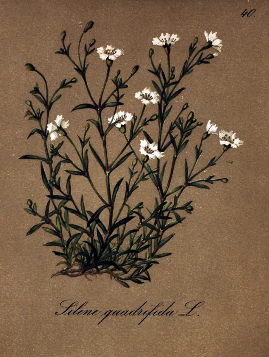 Die Alpenpflanzen nach der Natur gemalt /.Prag :F. Tempsky,1879-1884.. |  | Vintage Print Reproduction 470500