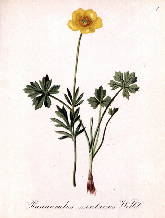 Die Alpenpflanzen nach der Natur gemalt /.Prag :F. Tempsky,1879-1884.. |  | Vintage Print Reproduction 470501