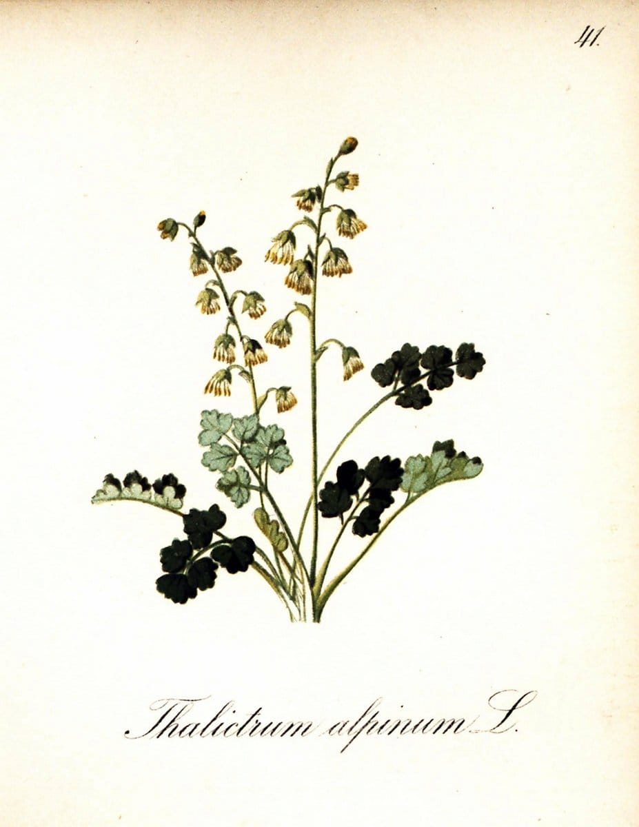 Die Alpenpflanzen nach der Natur gemalt /.Prag :F. Tempsky,1879-1884.. |  | Vintage Print Reproduction 470502