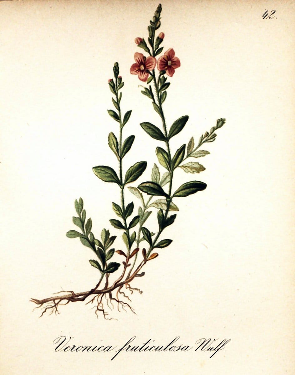 Die Alpenpflanzen nach der Natur gemalt /.Prag :F. Tempsky,1879-1884.. |  | Vintage Print Reproduction 470503