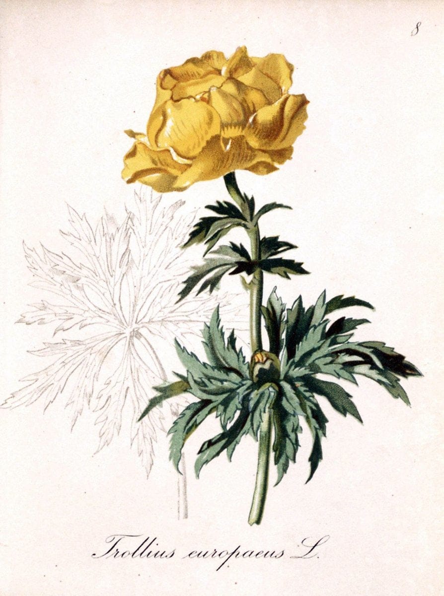 Die Alpenpflanzen nach der Natur gemalt /.Prag :F. Tempsky,1879-1884.. |  | Vintage Print Reproduction 470504