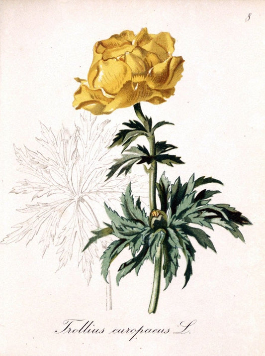 Die Alpenpflanzen nach der Natur gemalt /.Prag :F. Tempsky,1879-1884.. |  | Vintage Print Reproduction 470504