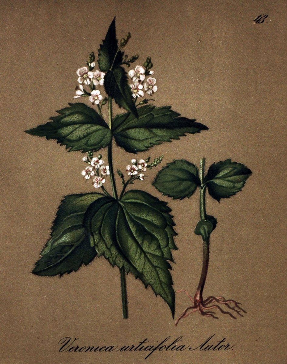 Die Alpenpflanzen nach der Natur gemalt /.Prag :F. Tempsky,1879-1884.. |  | Vintage Print Reproduction 470506