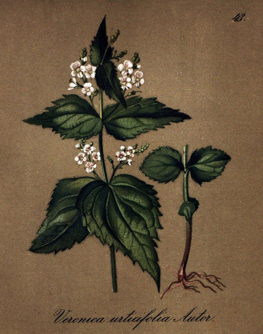 Die Alpenpflanzen nach der Natur gemalt /.Prag :F. Tempsky,1879-1884.. |  | Vintage Print Reproduction 470506