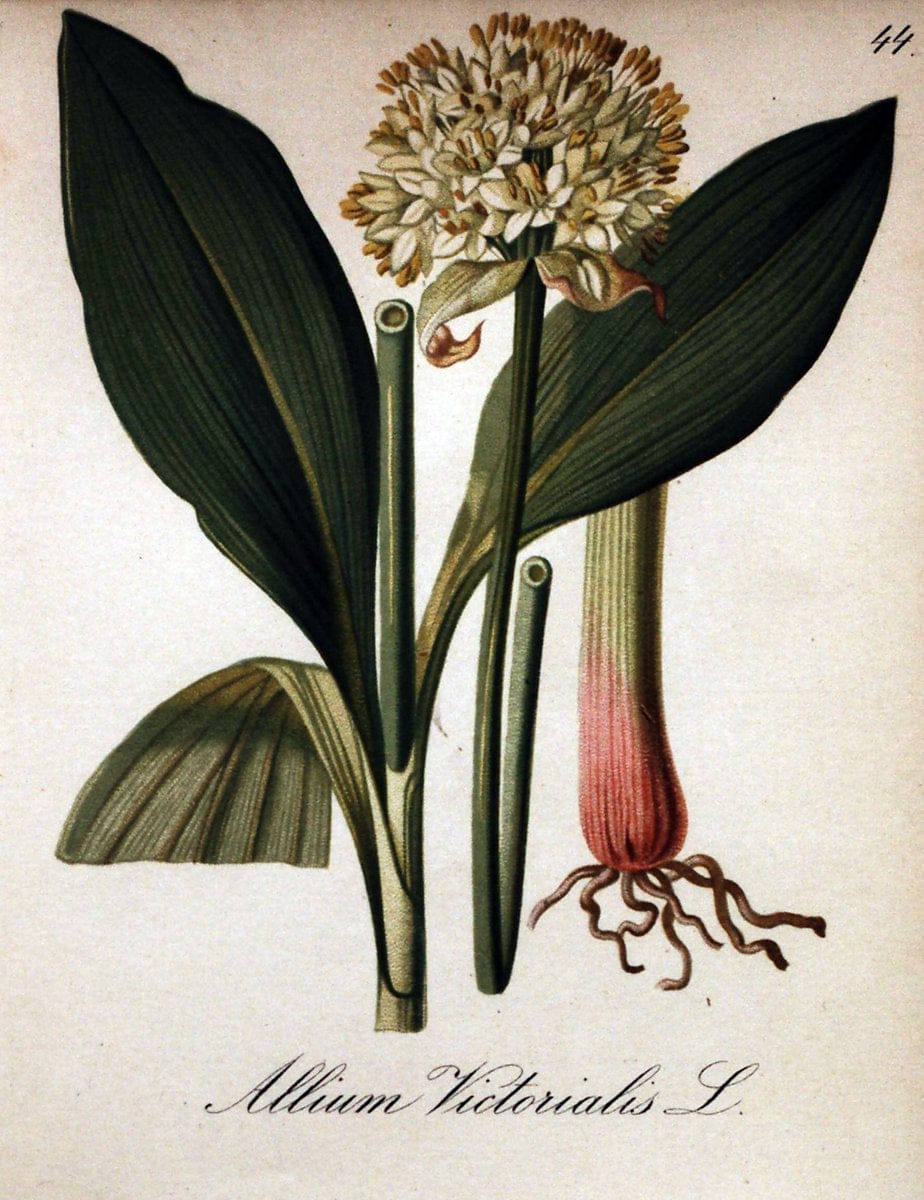 Die Alpenpflanzen nach der Natur gemalt /.Prag :F. Tempsky,1879-1884.. |  | Vintage Print Reproduction 470507