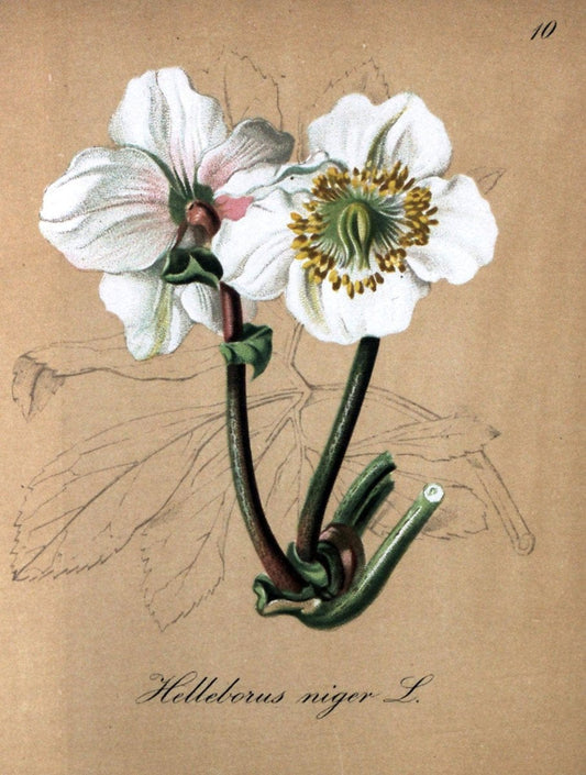 Die Alpenpflanzen nach der Natur gemalt /.Prag :F. Tempsky,1879-1884.. |  | Vintage Print Reproduction 470508