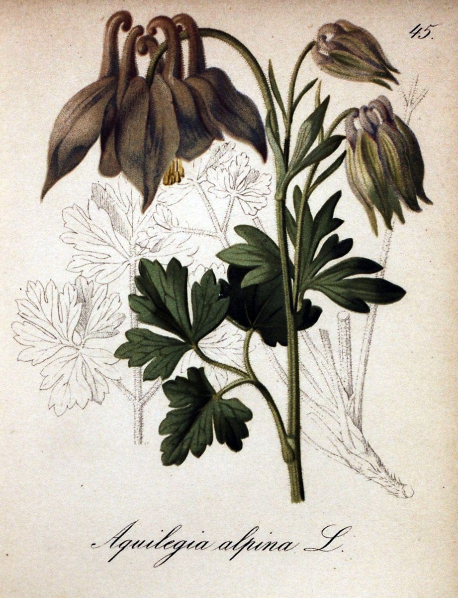 Die Alpenpflanzen nach der Natur gemalt /.Prag :F. Tempsky,1879-1884.. |  | Vintage Print Reproduction 470509