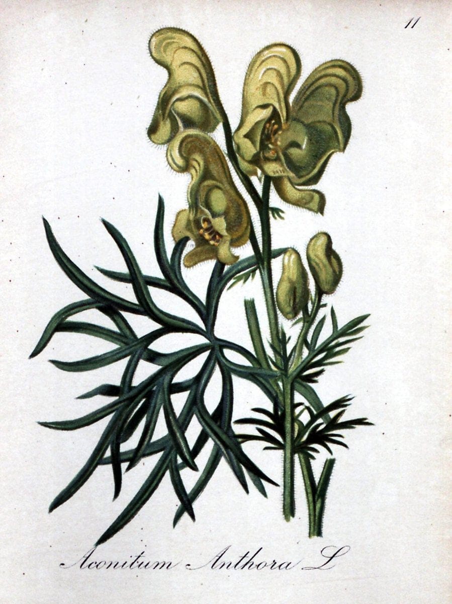 Die Alpenpflanzen nach der Natur gemalt /.Prag :F. Tempsky,1879-1884.. |  | Vintage Print Reproduction 470510